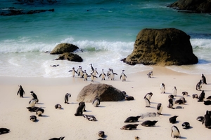 Manchots à Boulders Beach