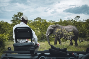 Safari en Afrique du Sud