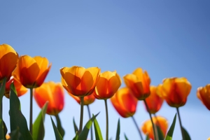 Carte postale avec des tulipes rouges en fleurs