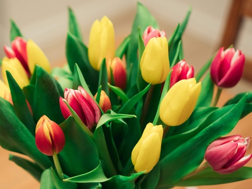 Champ de tulipes colorées célébrant le retour du printemps.