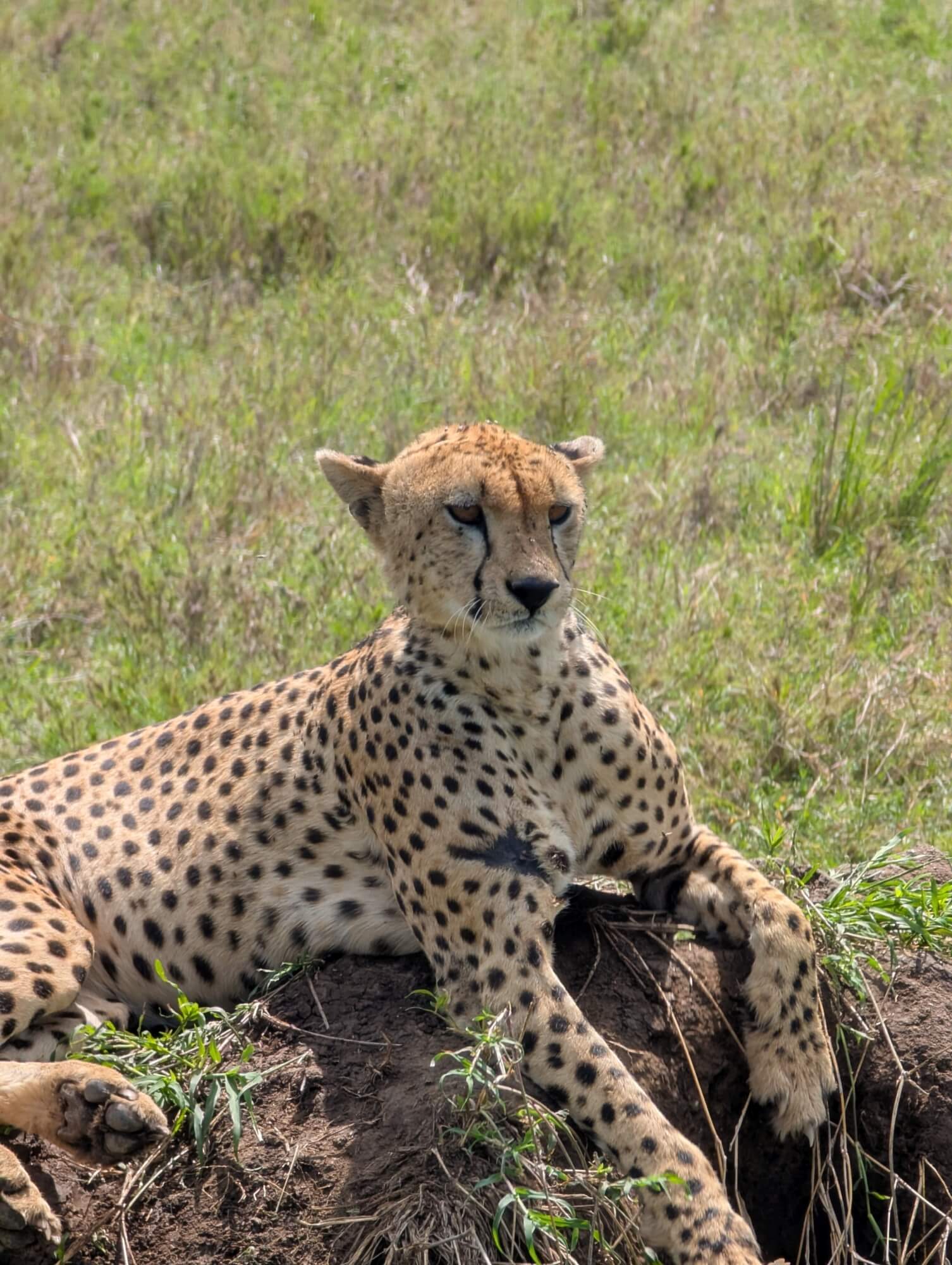 Postkarte mit einem Löwen aus der Serengeti